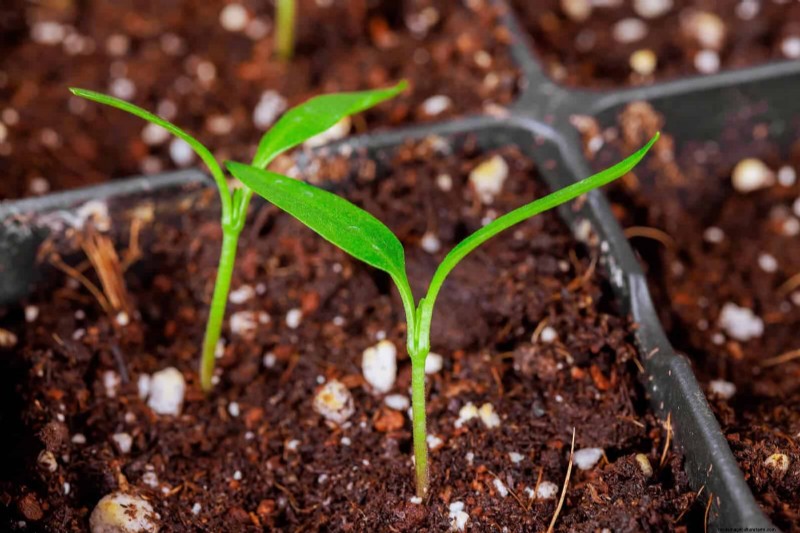 Beste planten om in potten te beginnen:een gids voor vroeg planten 