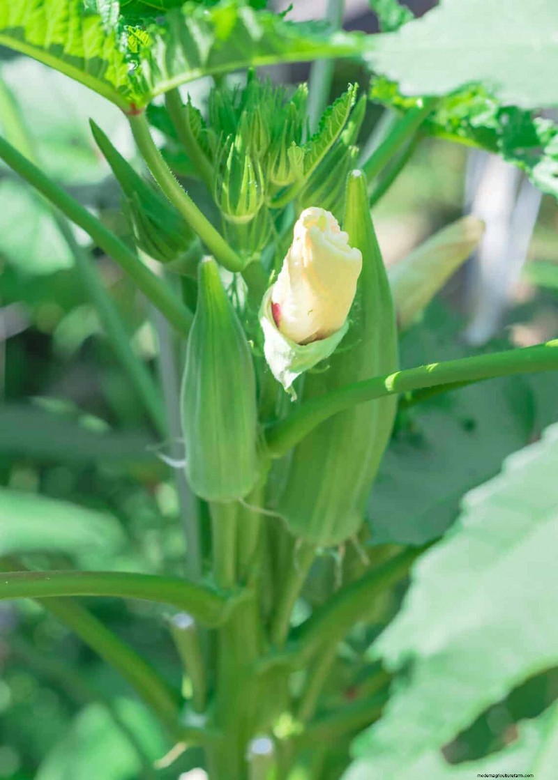 Beste planten om in potten te beginnen:een gids voor vroeg planten 
