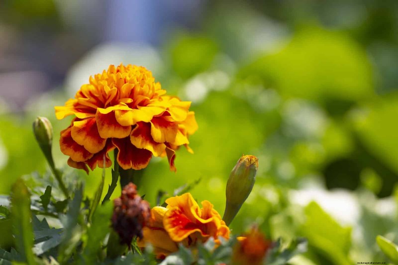 Beste planten om in potten te beginnen:een gids voor vroeg planten 