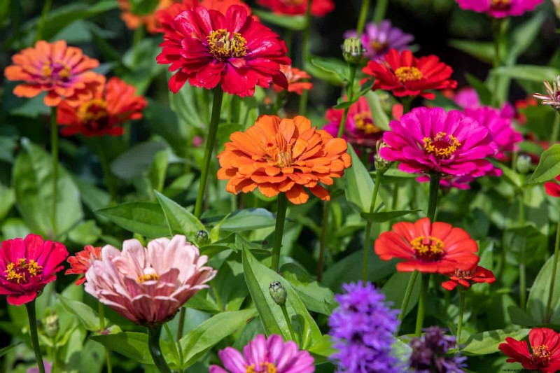 Beste planten om in potten te beginnen:een gids voor vroeg planten 