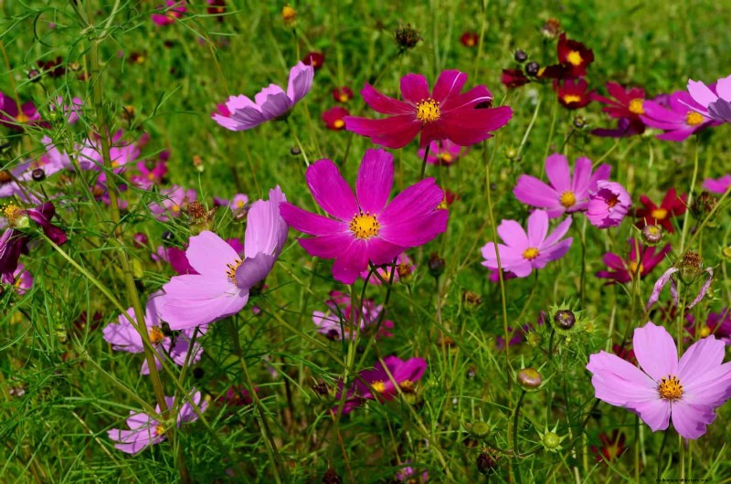 Beste planten om in potten te beginnen:een gids voor vroeg planten 