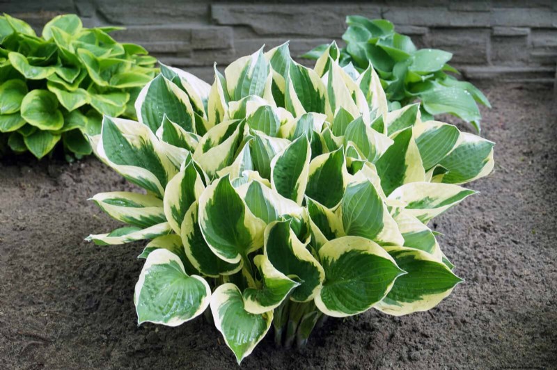 Hosta s:deskundige gids voor lentedivisie en verplanten 