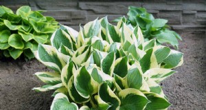 Hostas:Guía experta para la división y el trasplante de primavera 
