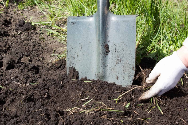 Hosta s:deskundige gids voor lentedivisie en verplanten 
