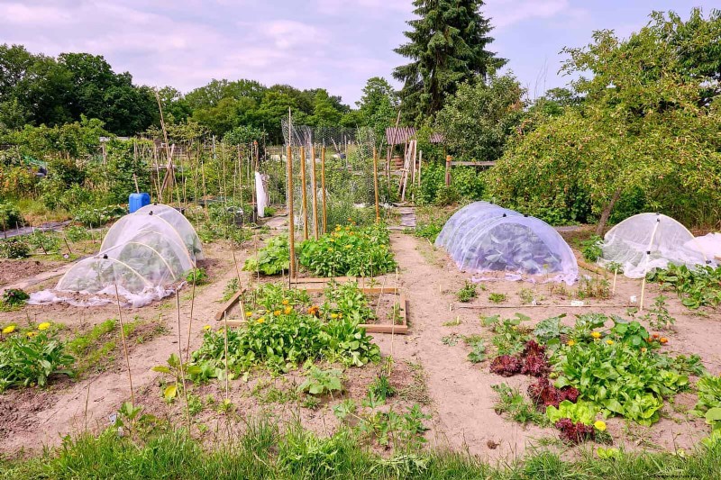 Proteggi il tuo giardino:13 metodi comprovati per scoraggiare i conigli 