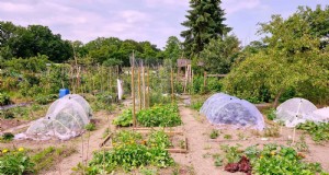 Proteja seu jardim:13 métodos comprovados para deter coelhos 
