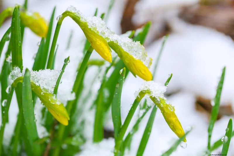 Proteggi il tuo giardino:13 metodi comprovati per scoraggiare i conigli 