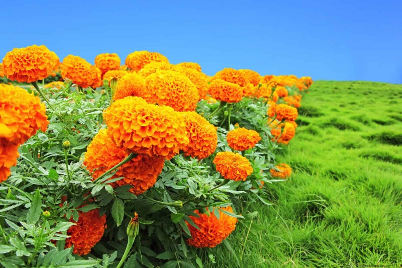 Proteggi il tuo giardino:13 metodi comprovati per scoraggiare i conigli 