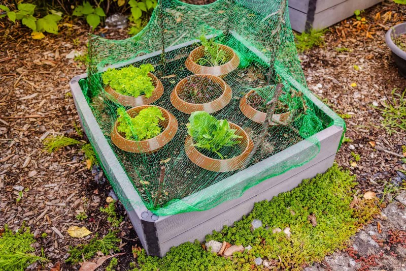 Proteggi il tuo giardino:13 metodi comprovati per scoraggiare i conigli 