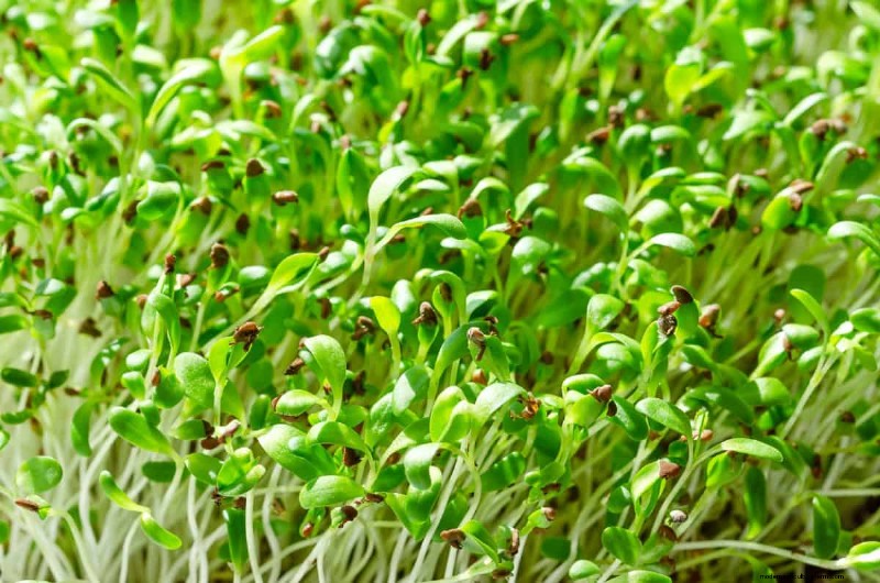 Schnell wachsende Pflanzen für sofortige Gartenzufriedenheit 