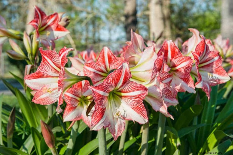 Schnell wachsende Pflanzen für sofortige Gartenzufriedenheit 