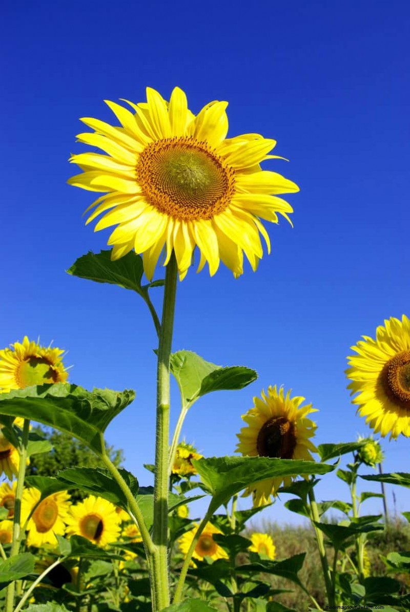 Schnell wachsende Pflanzen für sofortige Gartenzufriedenheit 
