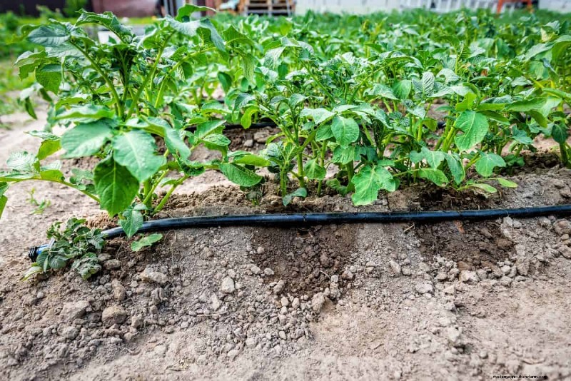 Gartenarbeit bei Funktionsstörungen von Führungskräften:Einfache, realistische Systeme 