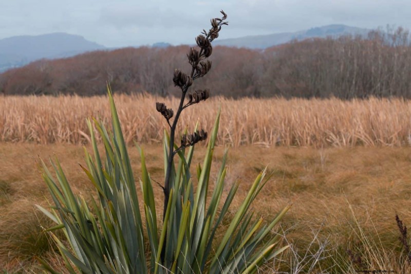 Windbestendige planten:mooie keuzes voor stormachtige klimaten 