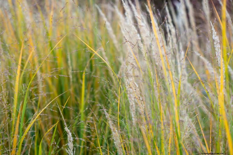Windbestendige planten:mooie keuzes voor stormachtige klimaten 