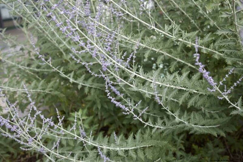 Windbestendige planten:mooie keuzes voor stormachtige klimaten 