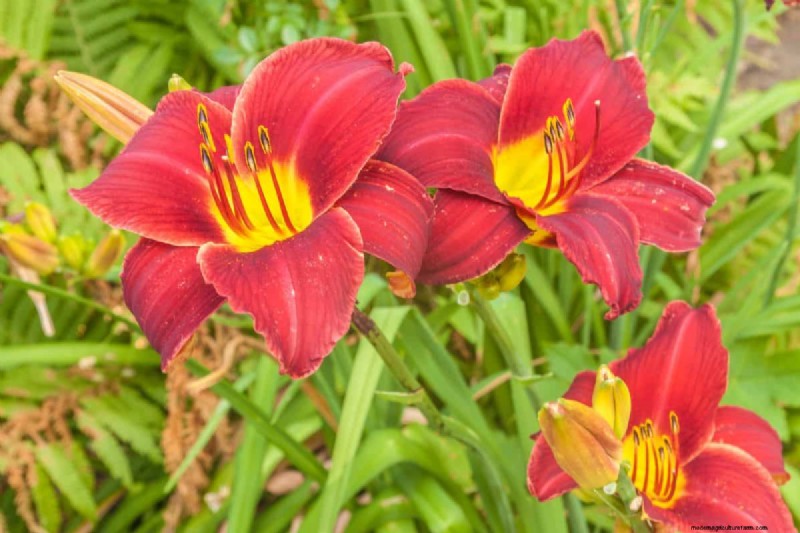 Windbestendige planten:mooie keuzes voor stormachtige klimaten 
