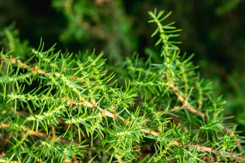 Windbestendige planten:mooie keuzes voor stormachtige klimaten 