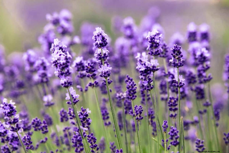 Lavendelverzorging:15 tips van experts voor bloeiende, geurige planten 