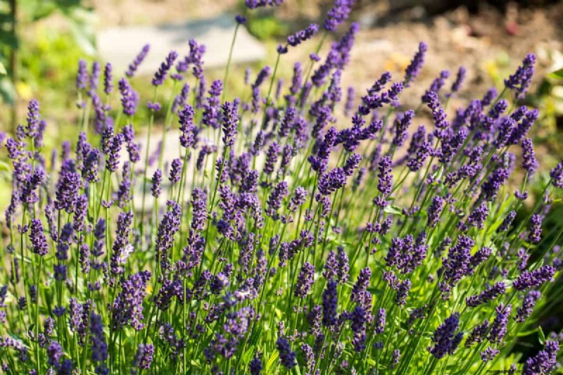 Lavendelverzorging:15 tips van experts voor bloeiende, geurige planten 
