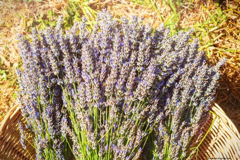 Lavendelverzorging:15 tips van experts voor bloeiende, geurige planten 