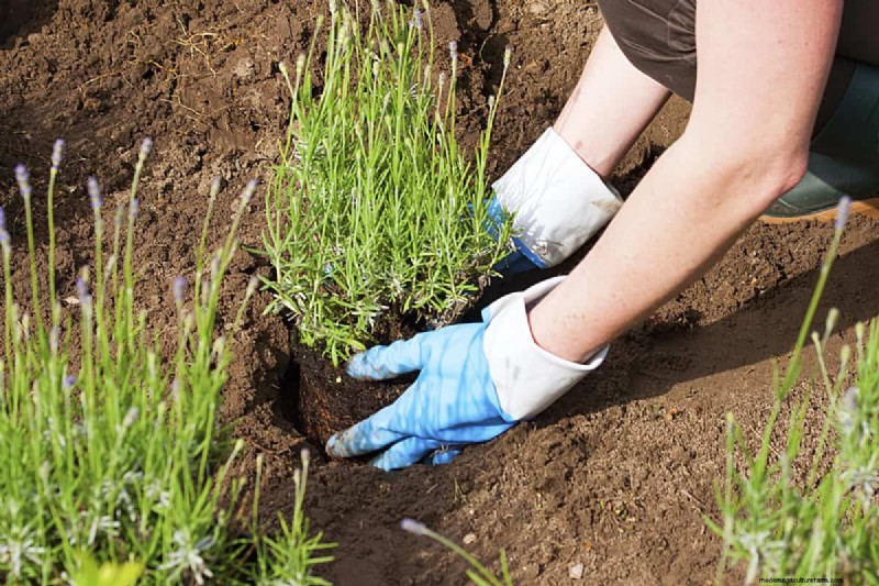 Lavendelverzorging:15 tips van experts voor bloeiende, geurige planten 