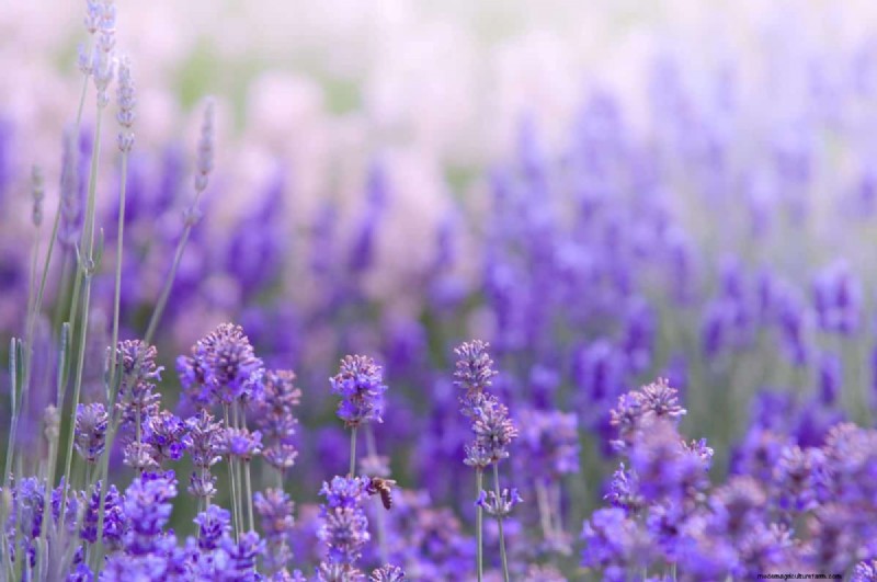 Lavendelverzorging:15 tips van experts voor bloeiende, geurige planten 