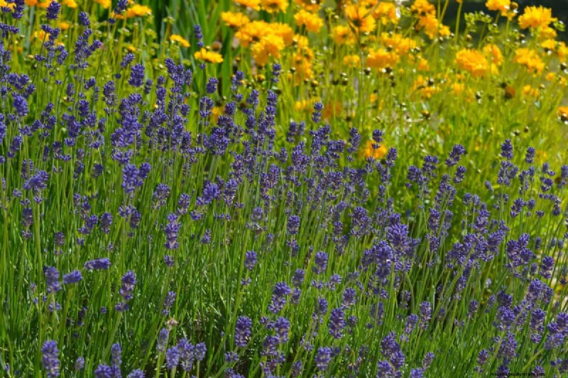 Lavendelverzorging:15 tips van experts voor bloeiende, geurige planten 