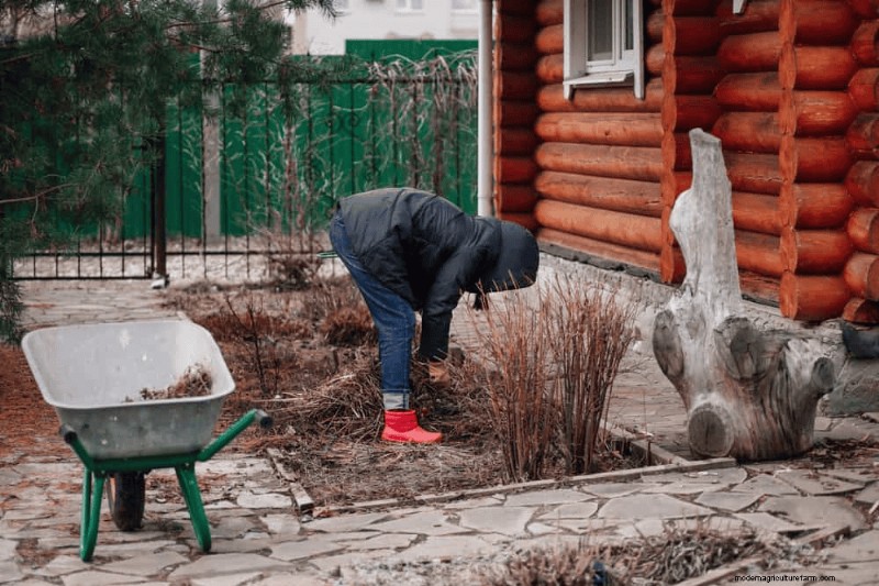 Attività essenziali di giardinaggio primaverile per marzo:una guida completa 