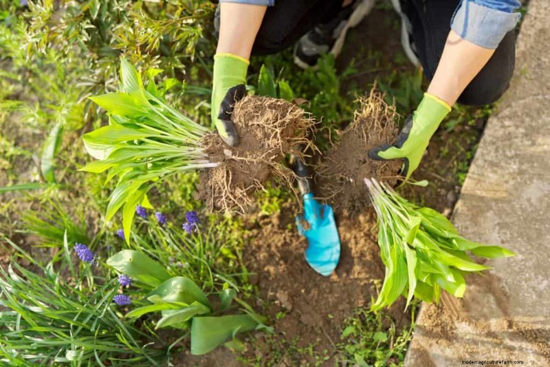 Attività essenziali di giardinaggio primaverile per marzo:una guida completa 