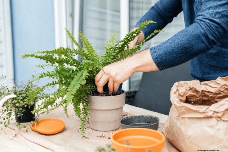 Attività essenziali di giardinaggio primaverile per marzo:una guida completa 