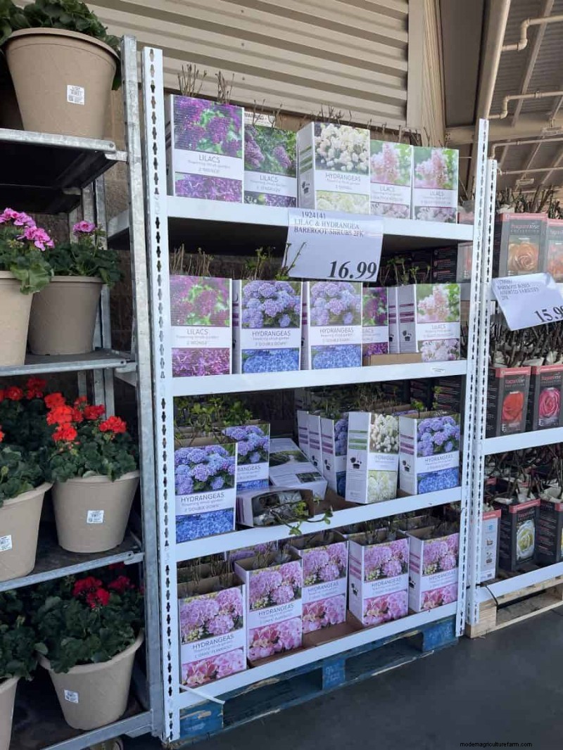 Costco Gardening Fundstücke:Frühlingszwiebeln, Rosen und mehr (20+ Angebote!) 