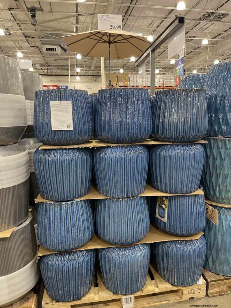 Costco Gardening Fundstücke:Frühlingszwiebeln, Rosen und mehr (20+ Angebote!) 