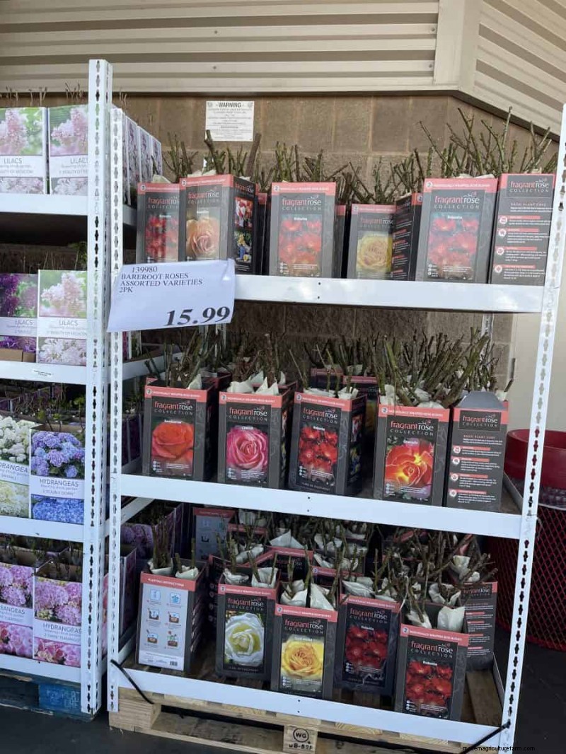 Costco Gardening Fundstücke:Frühlingszwiebeln, Rosen und mehr (20+ Angebote!) 