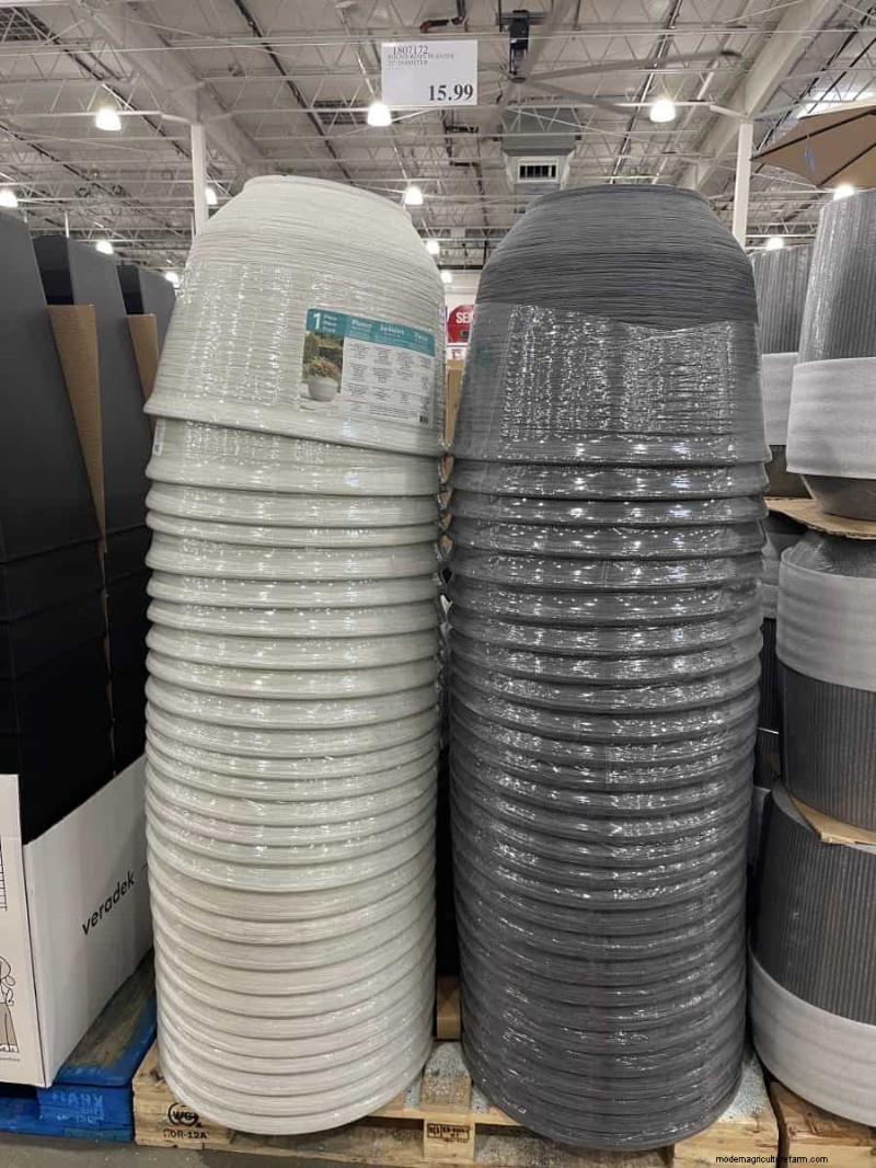 Costco Gardening Fundstücke:Frühlingszwiebeln, Rosen und mehr (20+ Angebote!) 