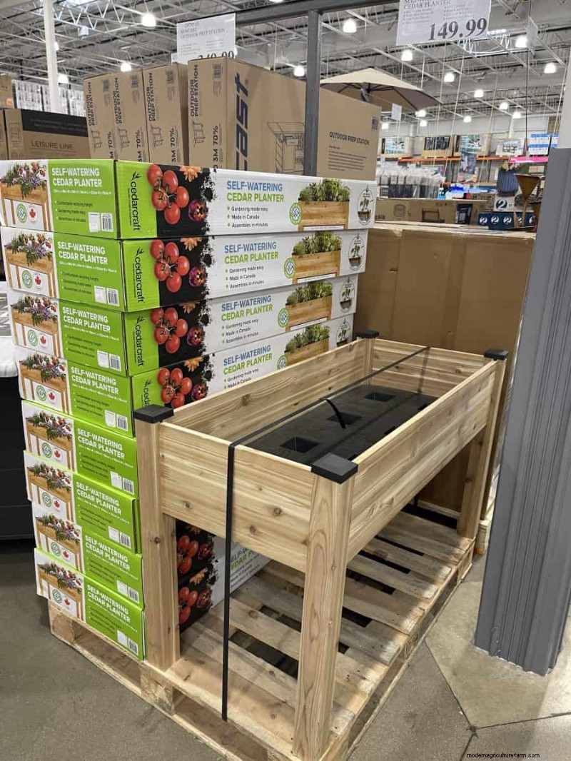 Costco Gardening Fundstücke:Frühlingszwiebeln, Rosen und mehr (20+ Angebote!) 