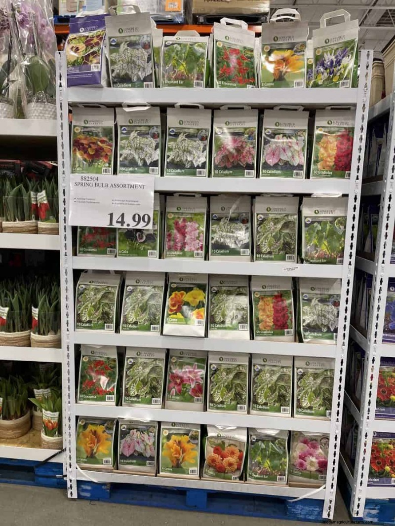 Costco Gardening Fundstücke:Frühlingszwiebeln, Rosen und mehr (20+ Angebote!) 