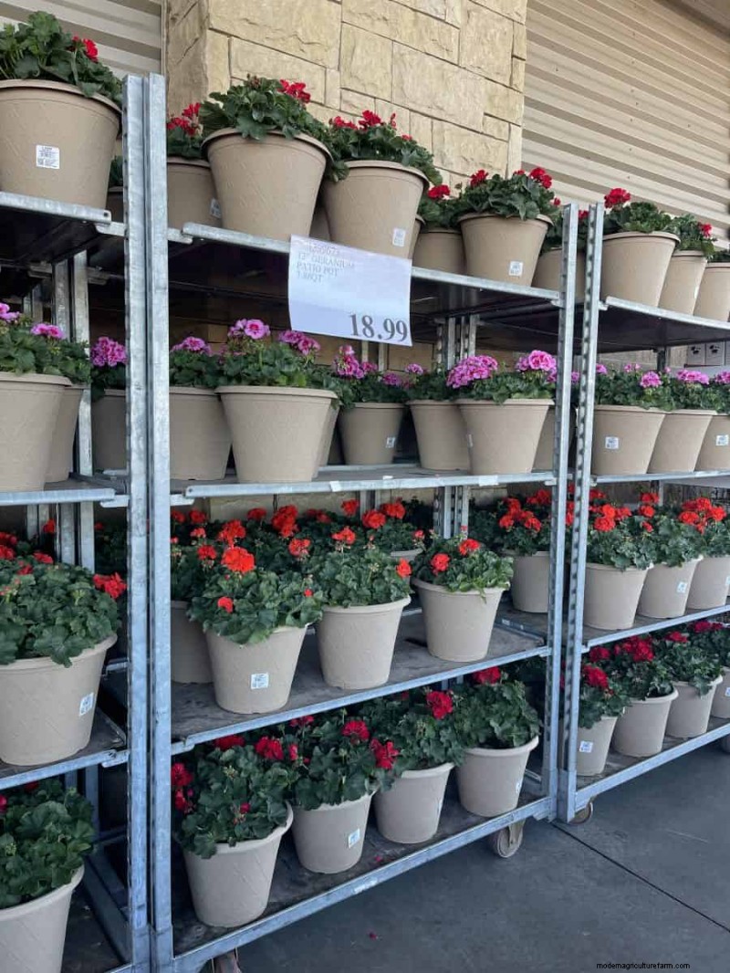 Costco Gardening Fundstücke:Frühlingszwiebeln, Rosen und mehr (20+ Angebote!) 