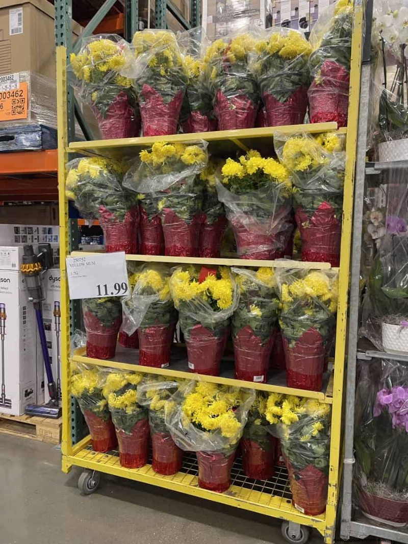 Costco Gardening Fundstücke:Frühlingszwiebeln, Rosen und mehr (20+ Angebote!) 