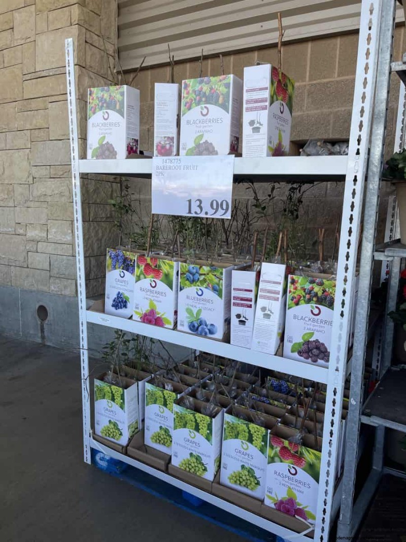 Costco Gardening Fundstücke:Frühlingszwiebeln, Rosen und mehr (20+ Angebote!) 