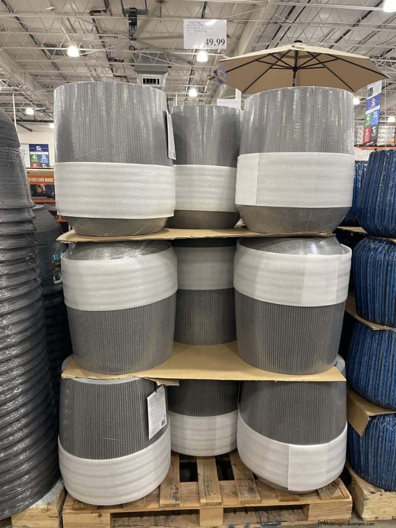 Costco Gardening Fundstücke:Frühlingszwiebeln, Rosen und mehr (20+ Angebote!) 