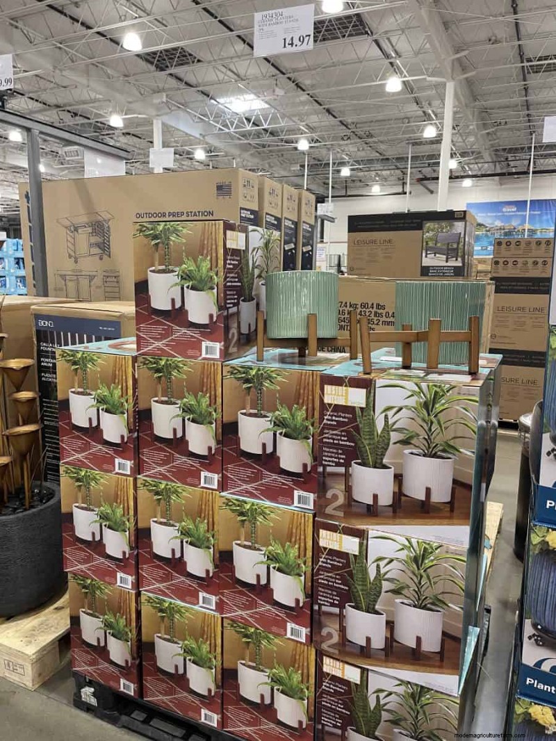 Costco Gardening Fundstücke:Frühlingszwiebeln, Rosen und mehr (20+ Angebote!) 