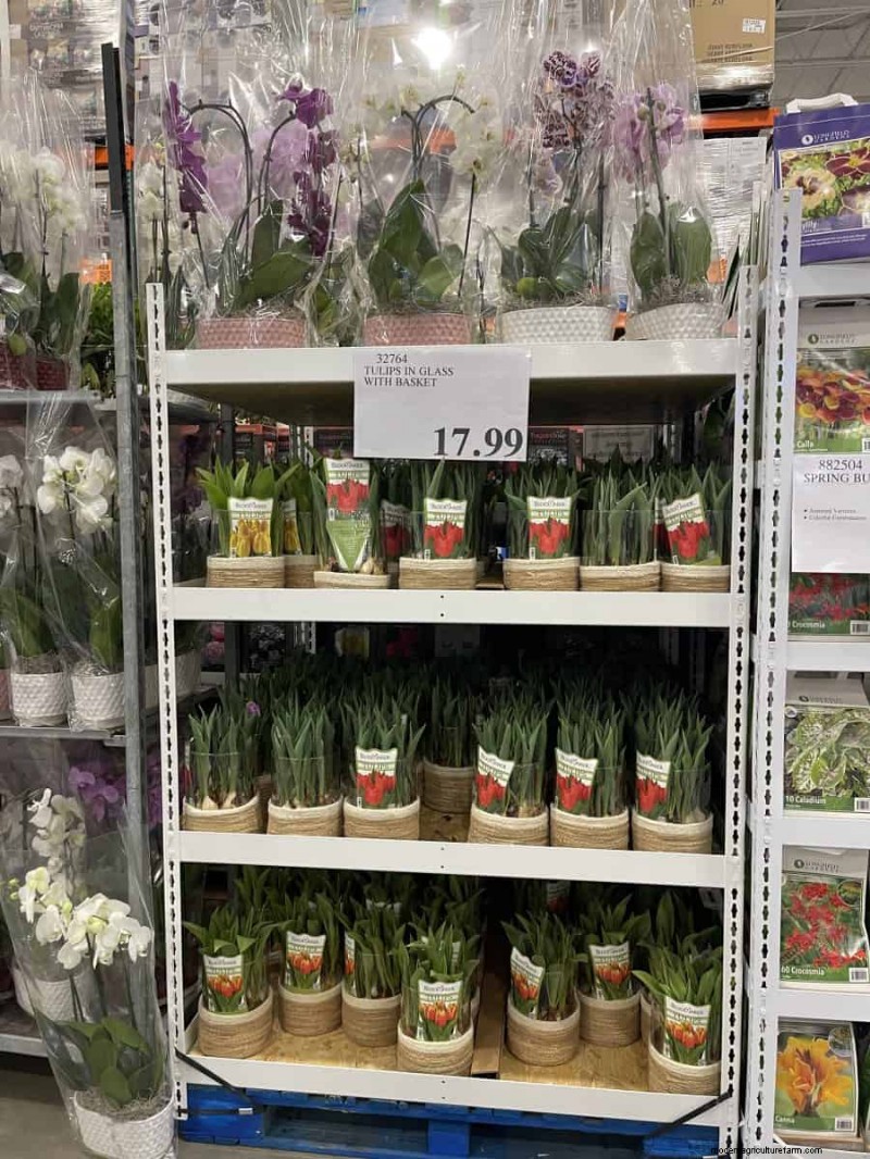 Costco Gardening Fundstücke:Frühlingszwiebeln, Rosen und mehr (20+ Angebote!) 