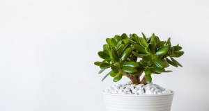 富と繁栄をもたらす 25 の幸運な植物:文化的意義と手入れ 