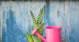 Preventie van succulente wortelrot:11 essentiële stappen om uw planten te redden 
