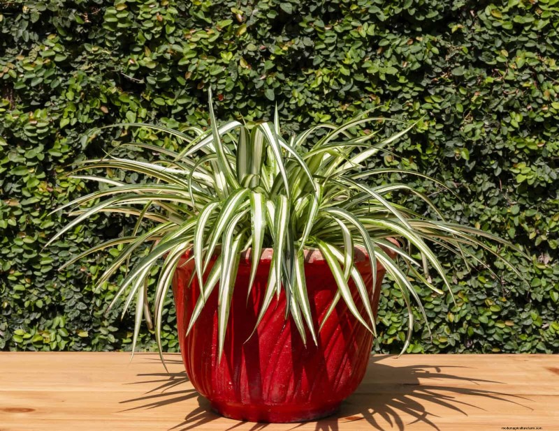 クモの植物の手入れ:植物を成長させるためによくある 15 の間違いを避けてください 