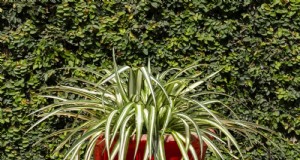 クモの植物の手入れ:植物を成長させるためによくある 15 の間違いを避けてください 
