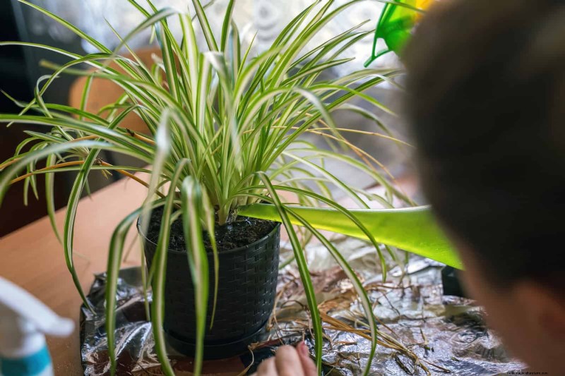 クモの植物の手入れ:植物を成長させるためによくある 15 の間違いを避けてください 