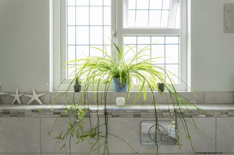 クモの植物の手入れ:植物を成長させるためによくある 15 の間違いを避けてください 
