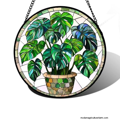 12 prachtige Monstera Suncatchers om je huis op te fleuren 